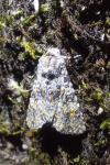Polymixis xanthomista