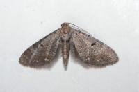 Eupithecia absinthiata