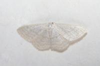 Idaea subsericeata