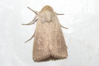 Mythimna ferrago
