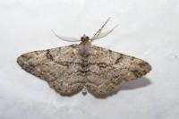 Peribatodes rhomboidaria rhomboidaria