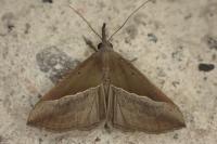 Hypena lividalis