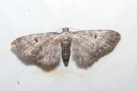 Eupithecia icterata