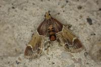 Pyralis farinalis