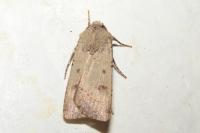 Agrotis trux