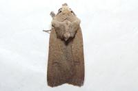 Agrotis trux
