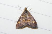 Pyrausta aurata