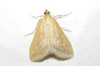 Sitochroa verticalis
