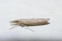 Pediasia contaminella