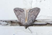 Pachycnemia hippocastanaria hippocastanaria