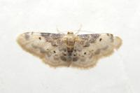 Idaea filicata