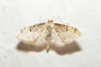 Idaea filicata