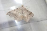 Macaria alternata