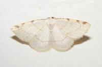 Stegania trimaculata