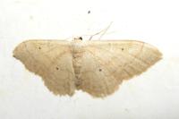 Idaea straminata