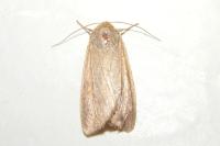 Mythimna unipuncta
