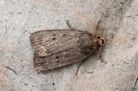 Amphipyra tragopoginis