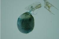 Eupithecia inturbata
