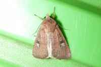 Xestia xanthographa