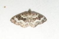 Epirrhoe alternata