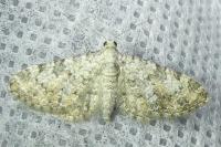 Eupithecia semigraphata