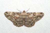 Peribatodes rhomboidaria rhomboidaria