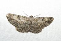 Peribatodes rhomboidaria rhomboidaria