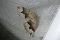 Scotopteryx angularia/moeniata