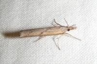 Pediasia contaminella