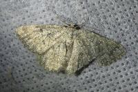 Charissa obscurata obscurata