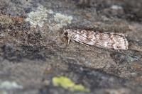Dioryctria simplicella