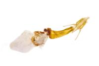 Dioryctria simplicella