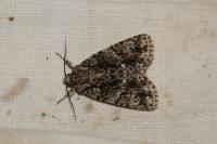 Acronicta rumicis