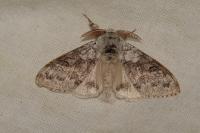 Calliteara pudibunda