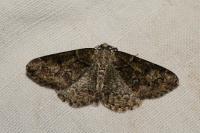Cleorodes lichenaria