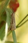 Chrysocramboides craterellus