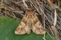 Conisania luteago olbiena