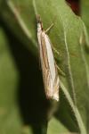 Crambus pascuella