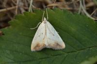 Evergestis extimalis