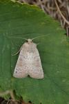 Hoplodrina ambigua