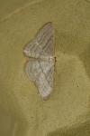 Idaea subsericeata