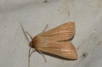 Mythimna pallens