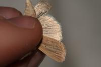 Mythimna pallens