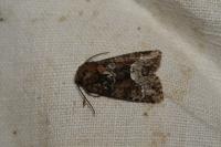 Oligia strigilis/versicolor