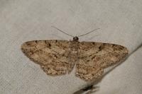 Peribatodes rhomboidaria rhomboidaria