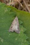 Schrankia costaestrigalis
