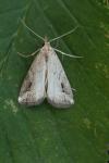 Schrankia costaestrigalis