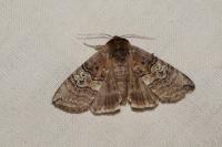Tethea ocularis