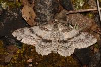 Ascotis selenaria