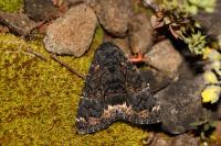 Catephia alchymista